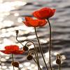 General knowledge about Poppy