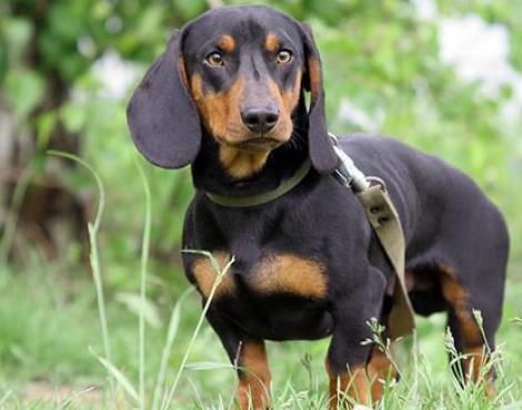 General knowledge about Dachshund