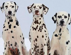 General knowledge about Dalmatian