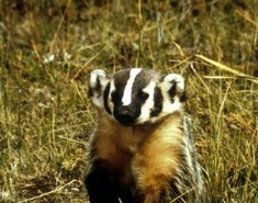 General knowledge about Badger