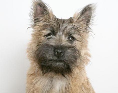 General knowledge about Cairn Terrier