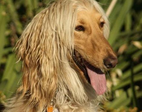 General knowledge about Afghan Hound