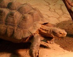 General knowledge about Desert Tortoise