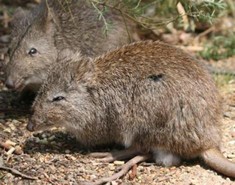 General knowledge about Bandicoot