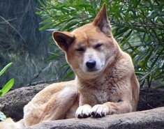General knowledge about Dingo
