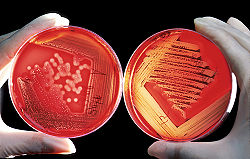 General knowledge about Agar