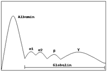 General knowledge about Gamma globulin