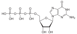 General knowledge about Guanosine triphosphate