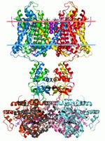 General knowledge about Membrane protein