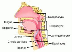 General knowledge about pharynx