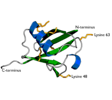 General knowledge about Ubiquitin
