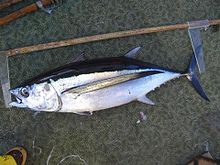 General knowledge about Albacore