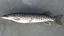 General knowledge about Amur pike