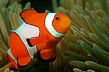 General knowledge about Amphiprioninae
