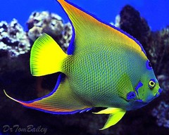 General knowledge about Angelfish