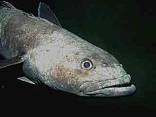 General knowledge about Antarctic toothfish