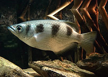 General knowledge about Archerfish