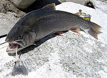 General knowledge about Arctic char