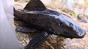 General knowledge about Armoured catfish