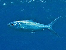 General knowledge about Milkfish