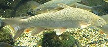 General knowledge about Common barbel