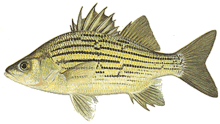 General knowledge about Yellow bass