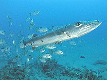 General knowledge about Barracuda