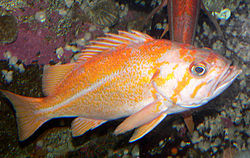 General knowledge about Canary rockfish
