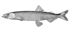 General knowledge about Capelin