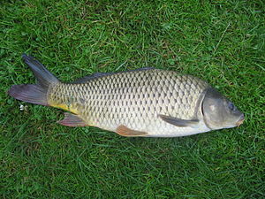 General knowledge about Carp