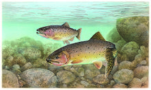 General knowledge about Cutthroat trout