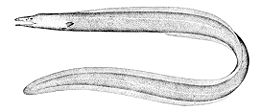 General knowledge about Cutthroat eel
