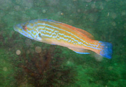 General knowledge about Cuckoo wrasse