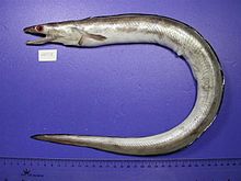 General knowledge about Daggertooth pike conger