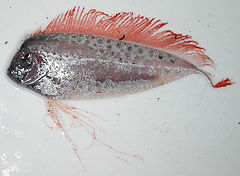 General knowledge about Ribbonfish