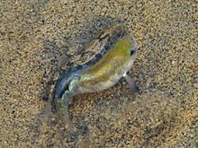 General knowledge about Death Valley pupfish