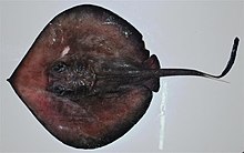 General knowledge about Deepwater stingray