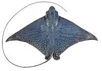 General knowledge about Eagle ray