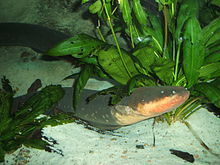 General knowledge about Electric eel