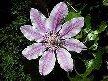 General knowledge about Clematis