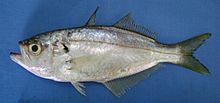 General knowledge about False trevally