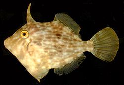 General knowledge about Filefish