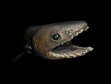 General knowledge about Frilled shark
