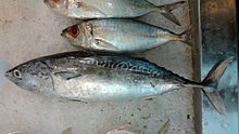 General knowledge about Frigate tuna