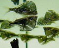 General knowledge about Freshwater hatchetfish