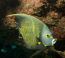 General knowledge about French angelfish