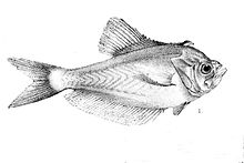 General knowledge about Nurseryfish