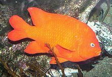 General knowledge about Garibaldi (fish)