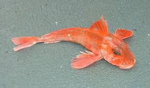 General knowledge about Gurnard