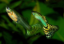 General knowledge about Guppy